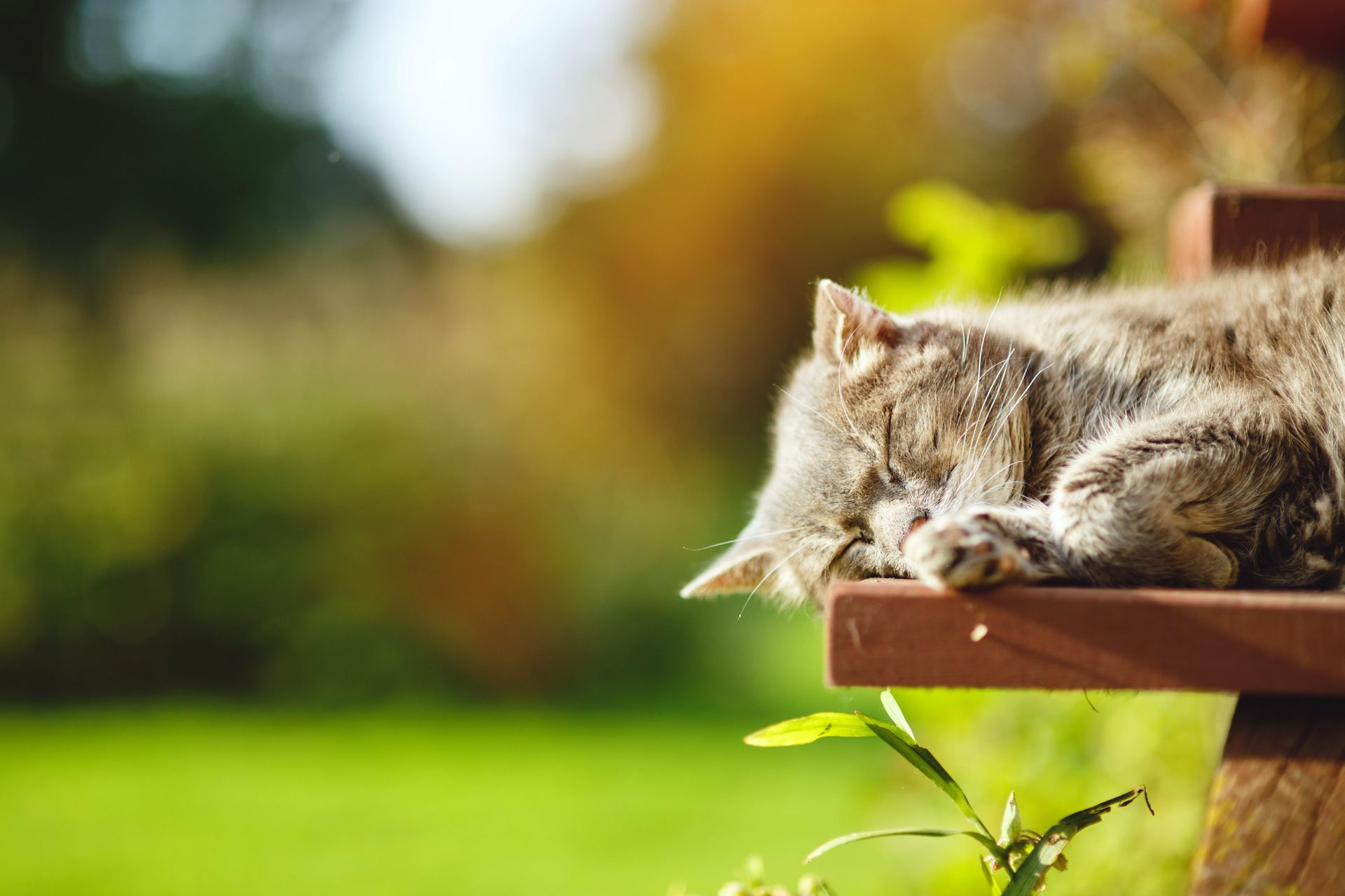 Grå katt sover i solen ute