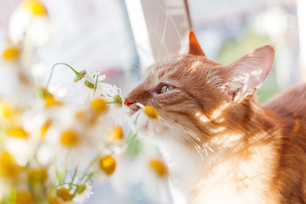 Kattunge som sitter i et kattemøbel med plante i bakgrunnen.