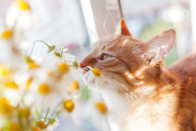 Kattunge som sitter i et kattemøbel med plante i bakgrunnen.