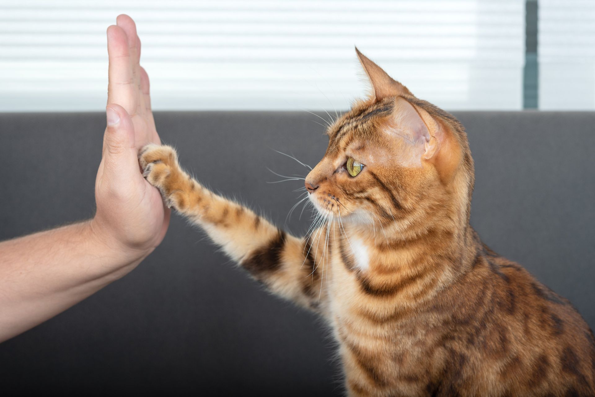 Katt som gir high-five