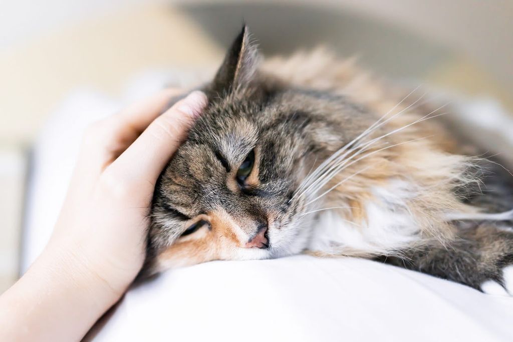 Katt med magsår blir ofta trött och vilar.