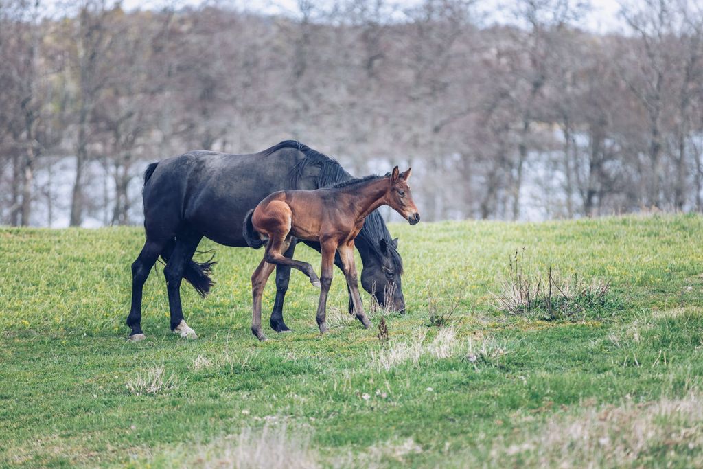 En hoppe og hennes føll går i en eng