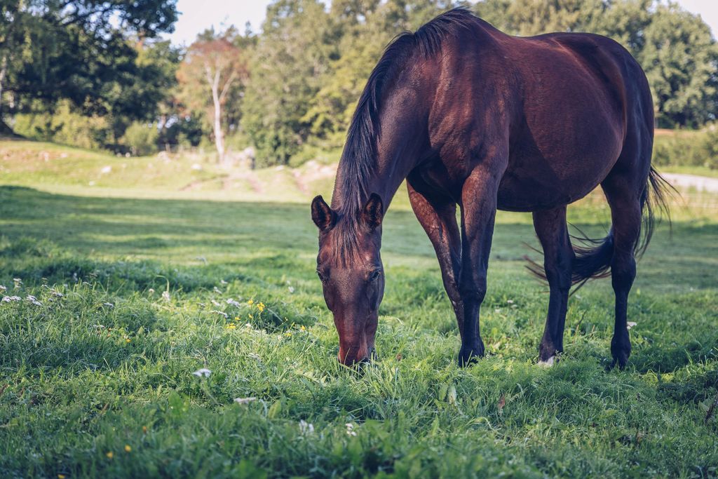 Hest gresser på beite
