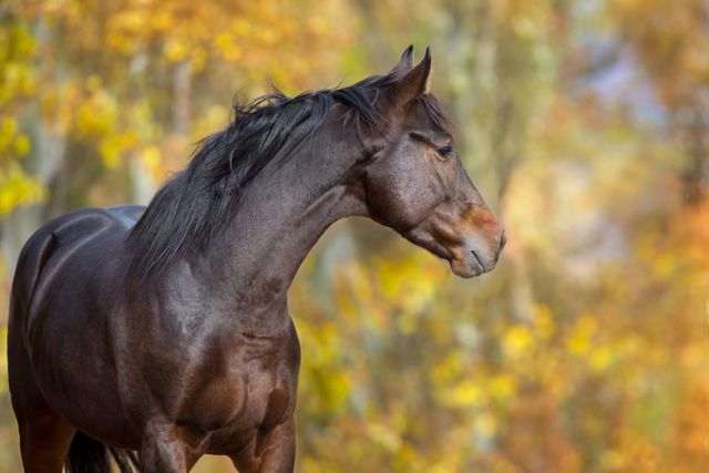Brun hest som er ute i høstlandskap