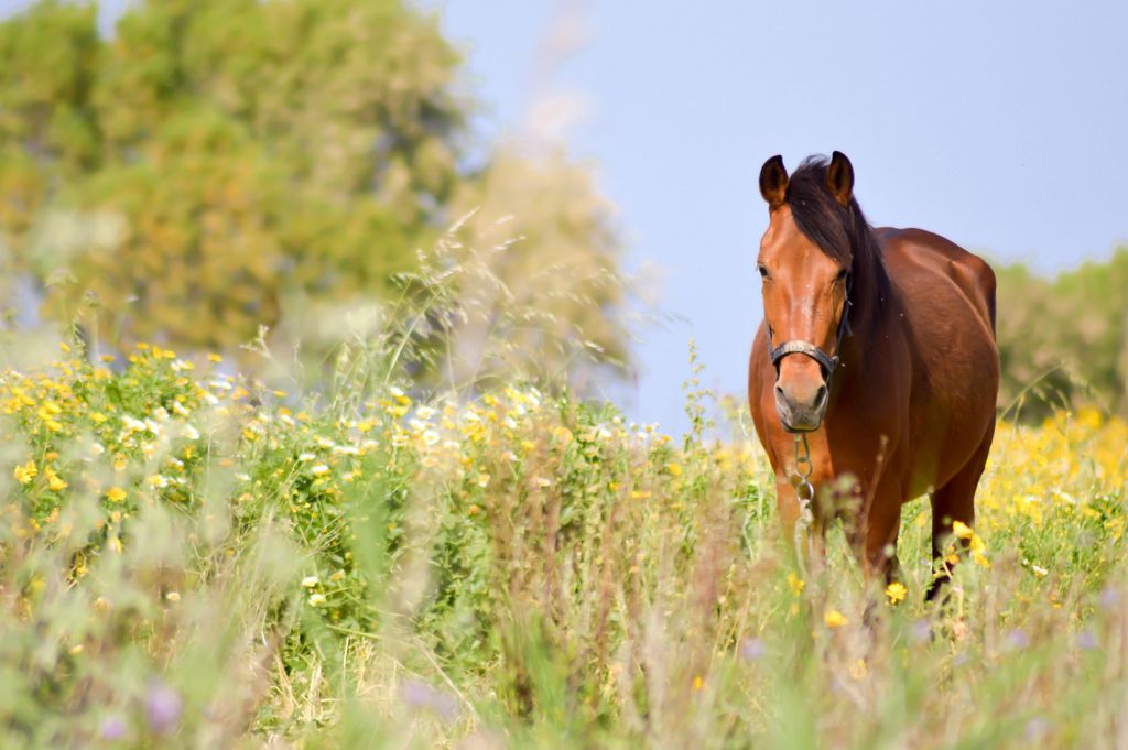 Hest som er ute på beite