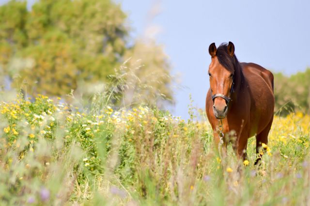 Hest som er ute på beite