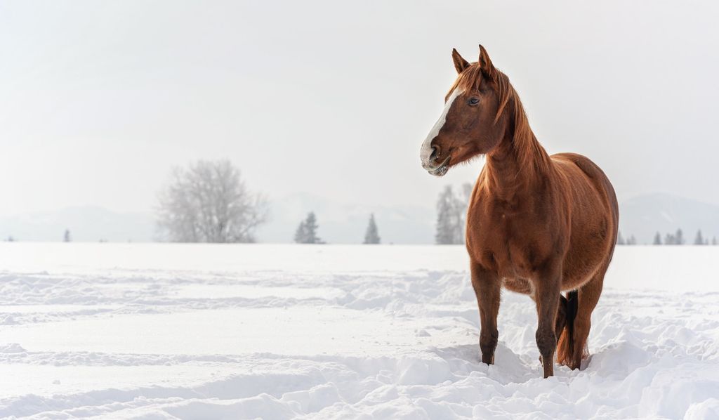 Hest som står ute i snøen