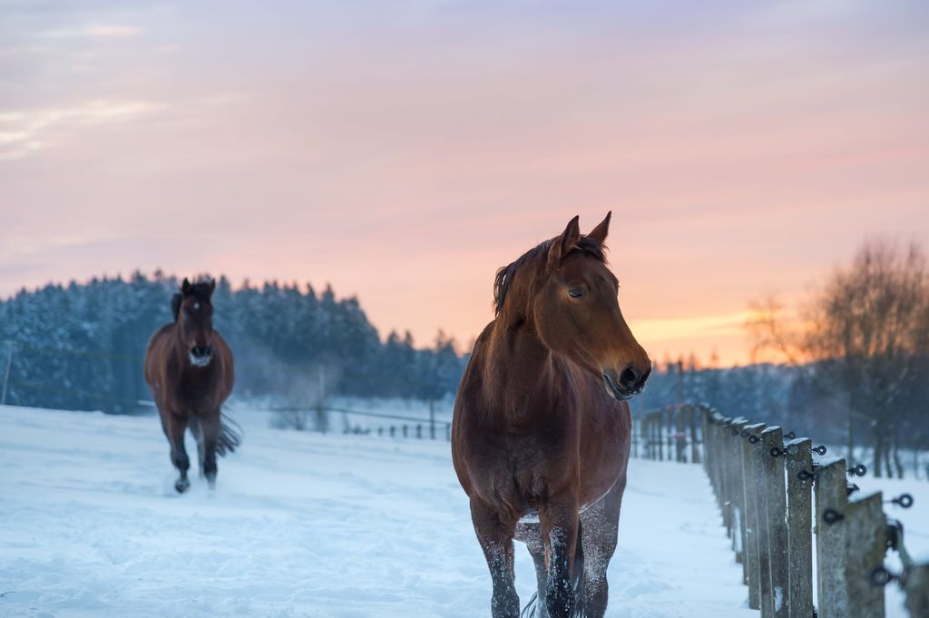 To hester som er ute i snøen