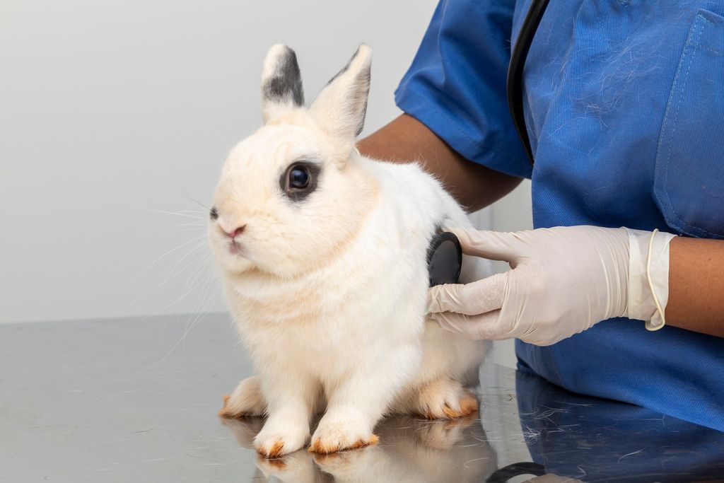 kanin hos veterinær