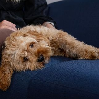En krøllete hund ligger på sofaen