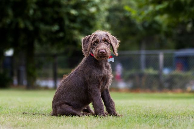 Brun hund som sitter på gresset
