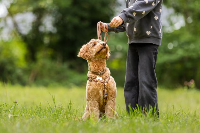 Hund med sin ägare
