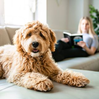 En lys, krøllete hund ligger på sofaen.
