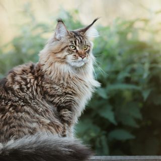 Katten sitter ute foran noen grønne planter.
