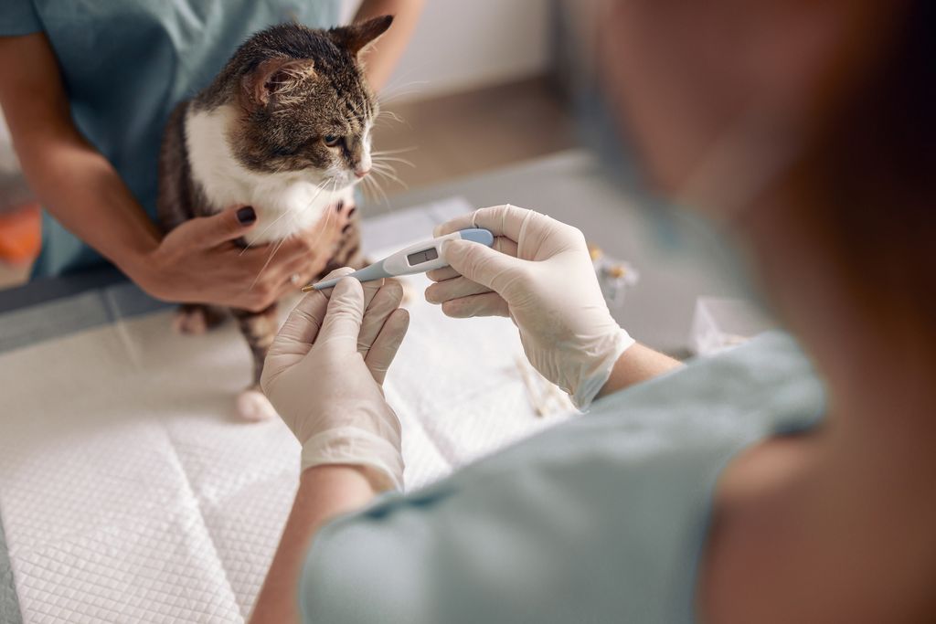 Katt hos veterinær