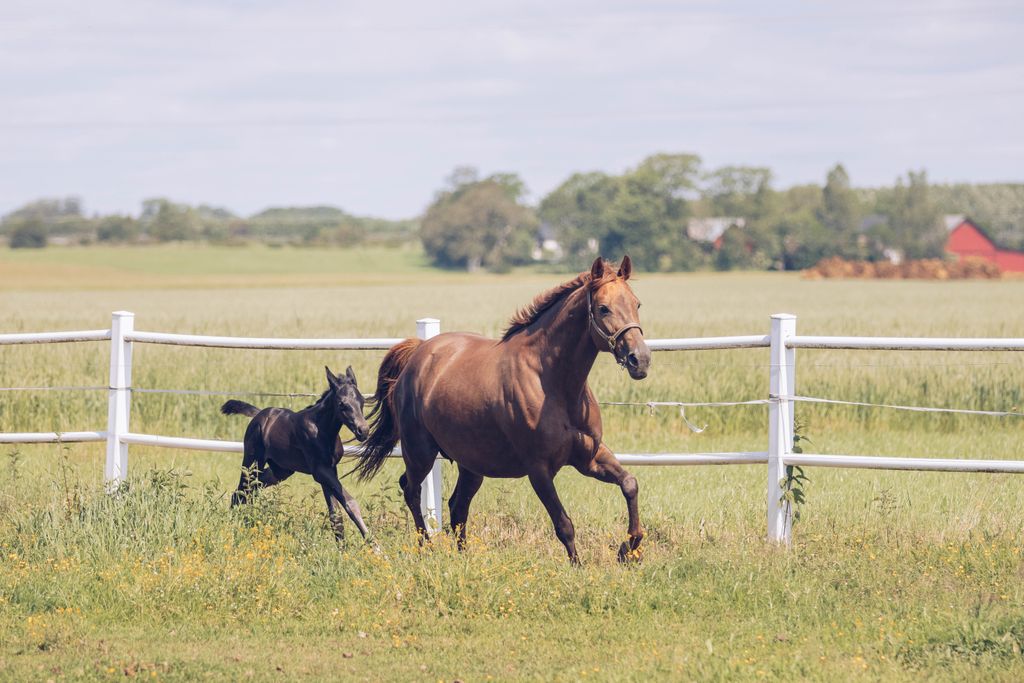 Hest og føll som løper ute