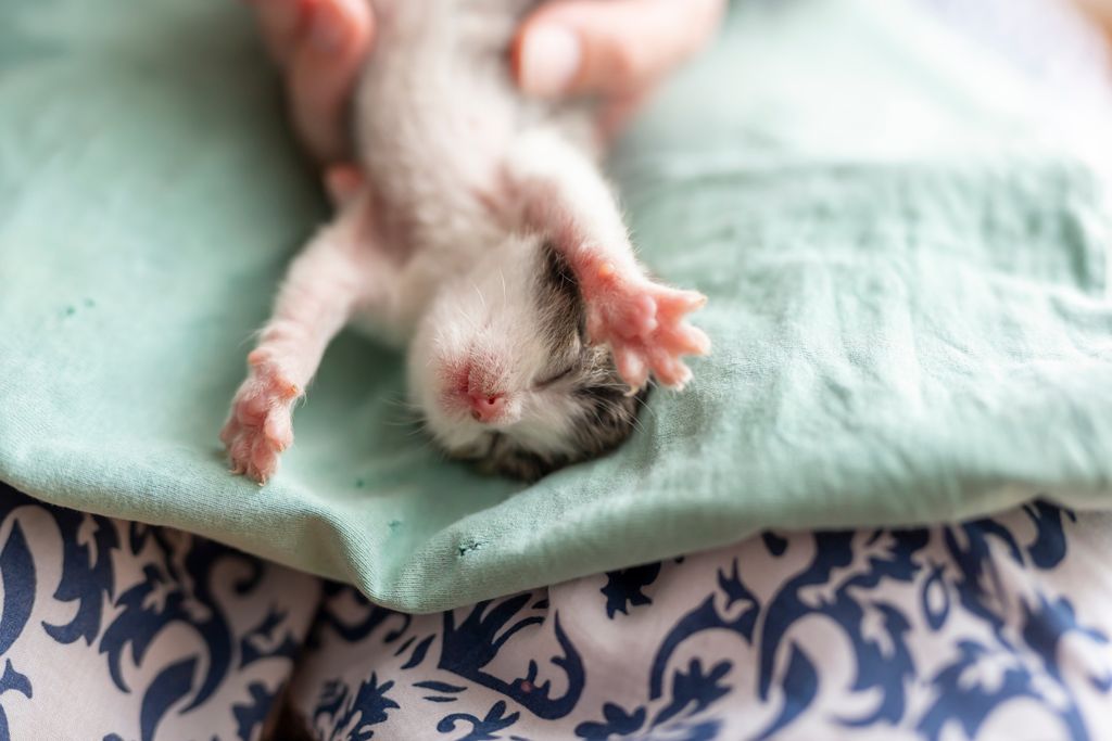 Kattunge