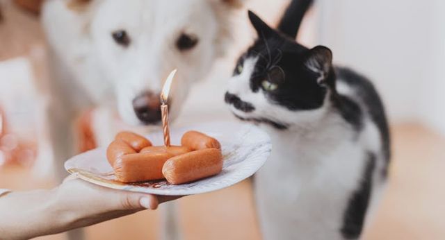 Hund og katte som får pølse med lys