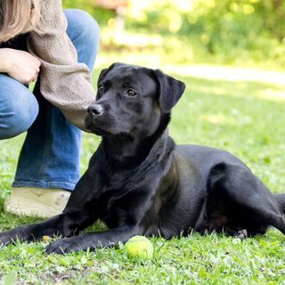 Hund ute på tur med eieren sin