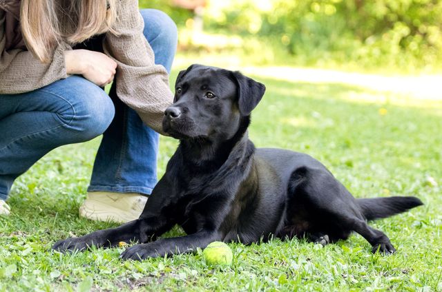 Hund og person på plen