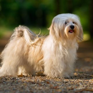Bichon havanais står ute på en sti