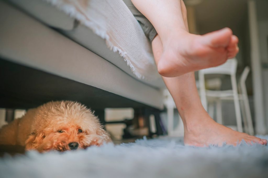 Hund som ligger under sofa.
