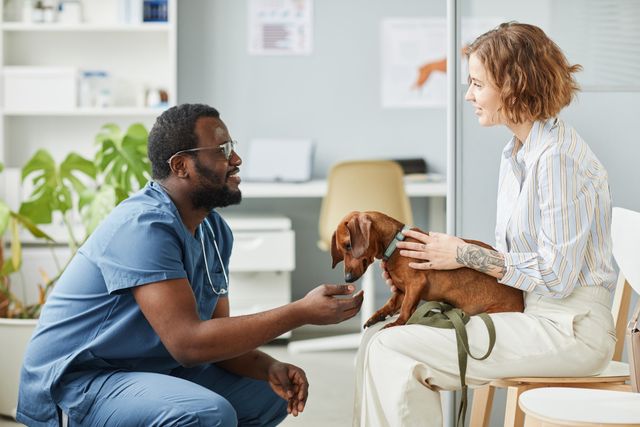 Veterinær, hund og dame