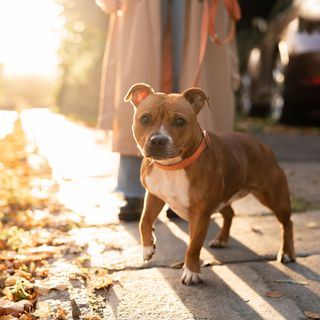 Staffordshire bull terrier på tur
