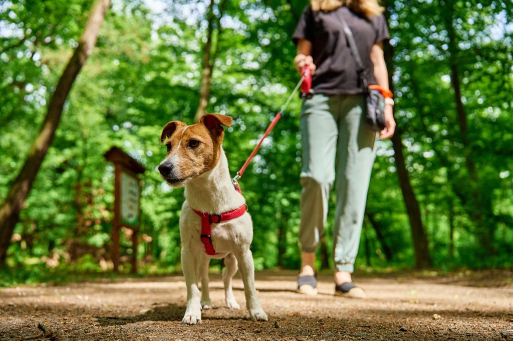 Hund på tur i skogen