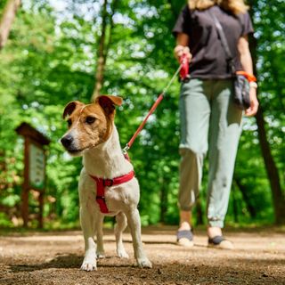 En jack russel terrier på tur i skogen