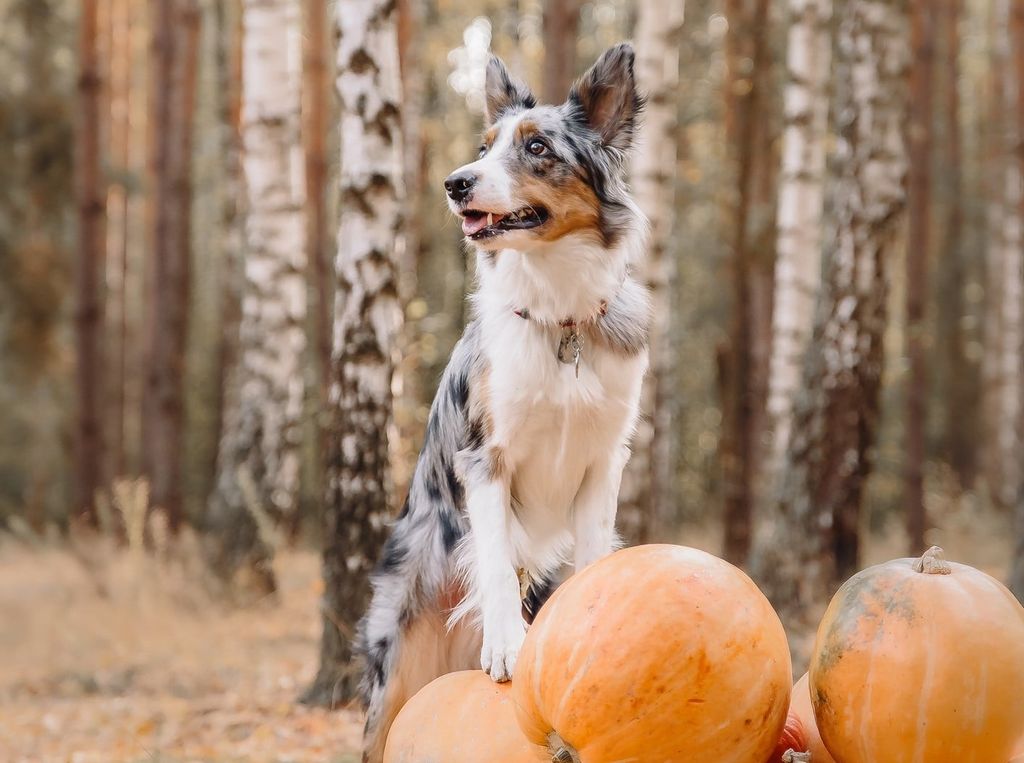 Hund som står med forbena på gresskar