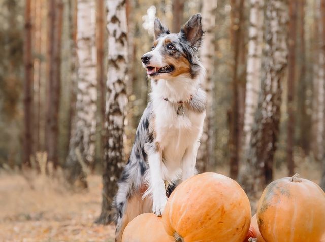 Hund som står med forbena på gresskar
