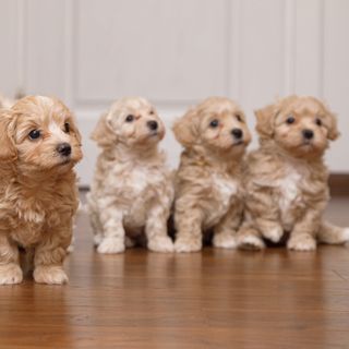 Maltipoo-valper