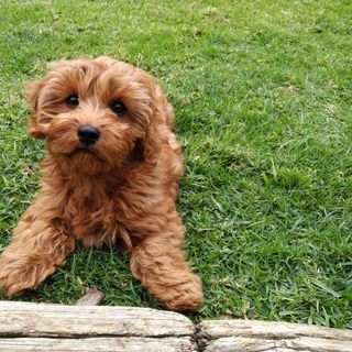 Cavapoo ligger på gresset.