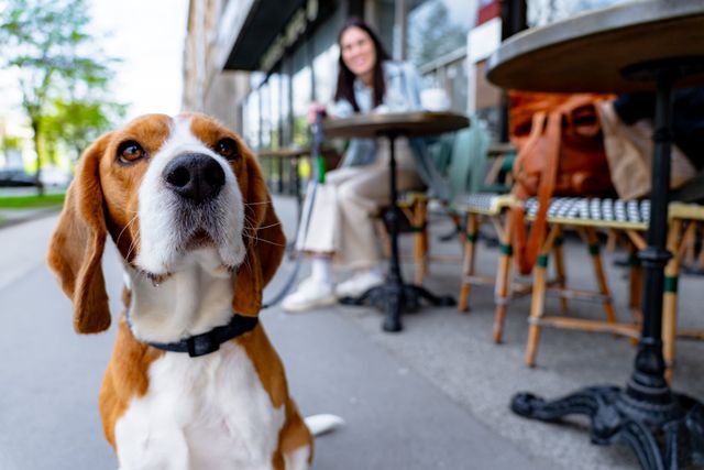 Hund ved en fortauscafe