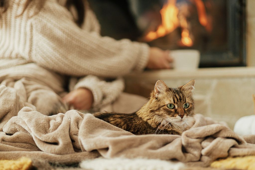 Katt som ligger på et pledd foran peis