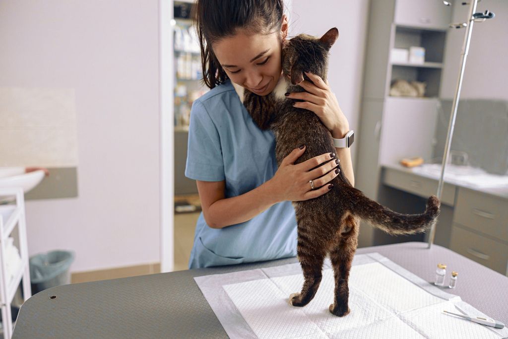 Katt og veterinær