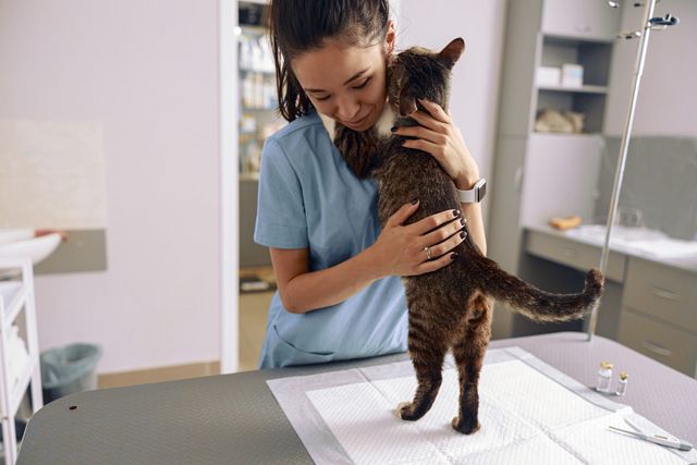 Katt og veterinær