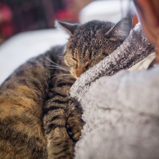 Katt som sover på brystet til en person
