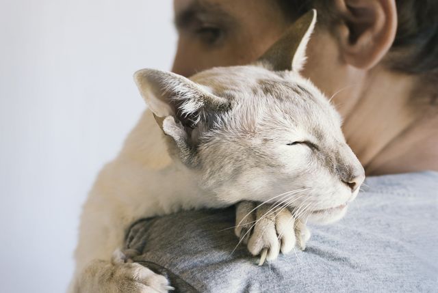Katt som sover på skulderen til en person