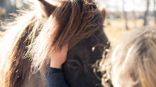 Person som klapper en islandshest i pannen