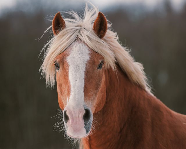 Brun hest ute