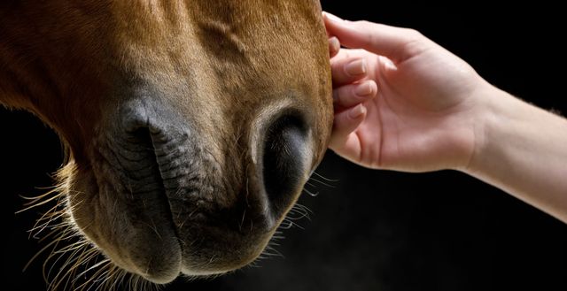 En person stryker en hest over mulen