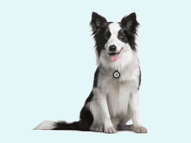 10 % rabatt på hundeforsikring