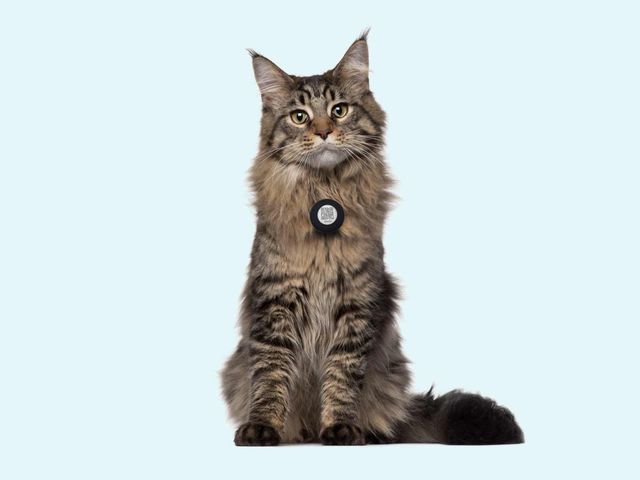 Katt med QR-brikke fra DyreID