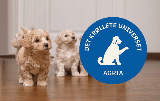 Det krøllete universet logo på bilde av valper