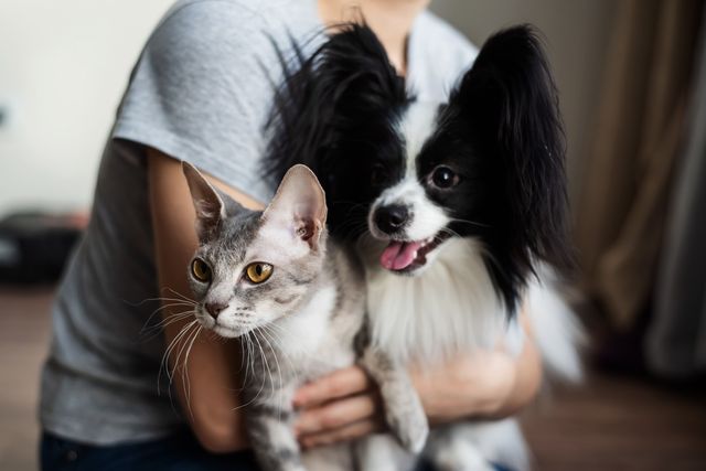 Katt og hund som blir holdt av en person
