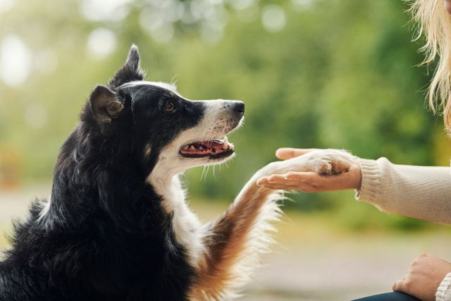 Hund og eier gir high-five.