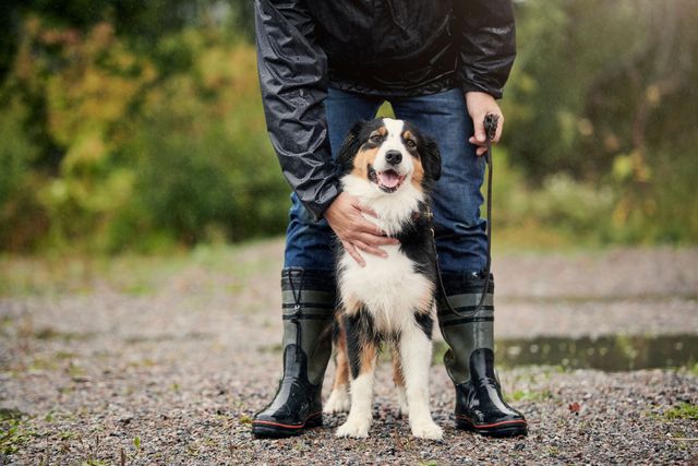 Hund som sitter sammen med en person som står
