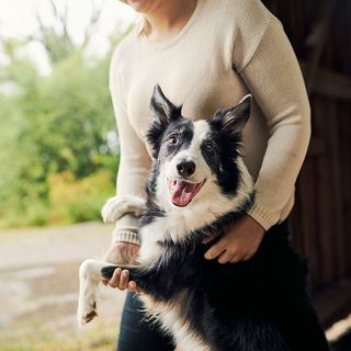 Border collie og dame